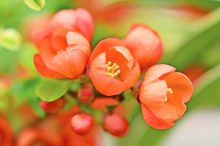 cho, nature, cloudy, orange flower Free HD Wallpaper