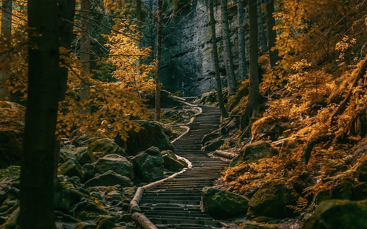 Dark Forest Aesthetic, woodland, hiking, environment, tranquil scene