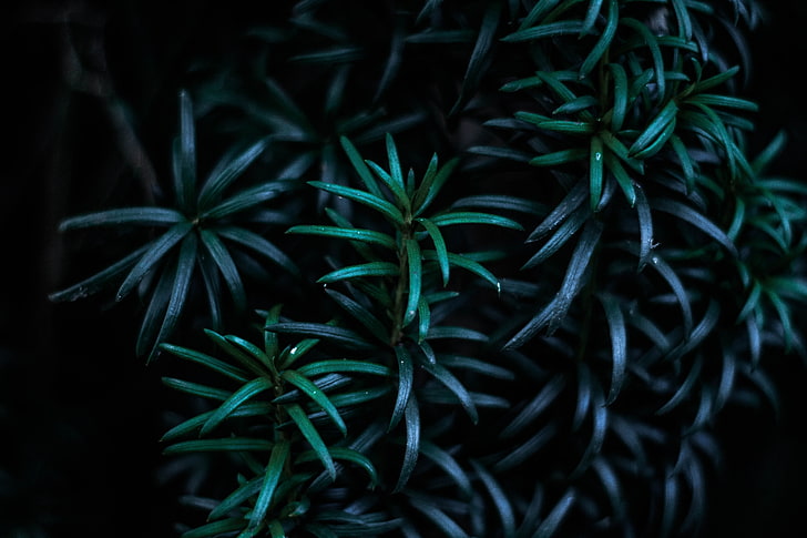 Dark Green Foliage Plants, beauty in nature, selective focus, no people, focus on foreground Free HD Wallpaper