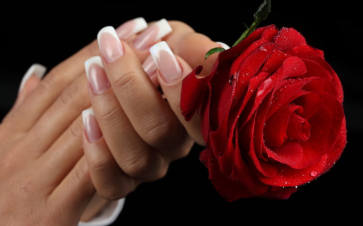 Dark Red Rose Petals, romantic, wet, red roses, roses Free HD Wallpaper