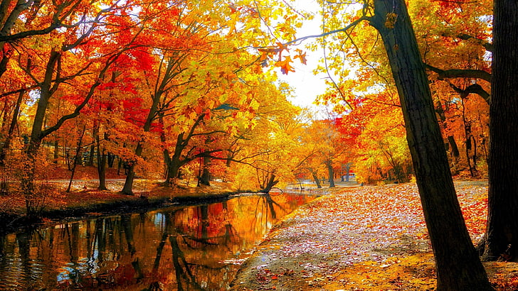 Fall Autumn, park, landscape, nature, forest Free HD Wallpaper