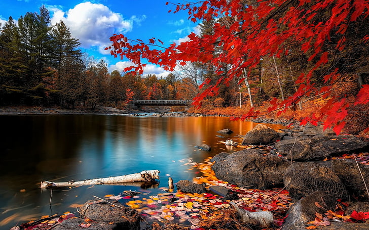 Fall Landscapes, japanese fall foliage, woodland, falling, forest