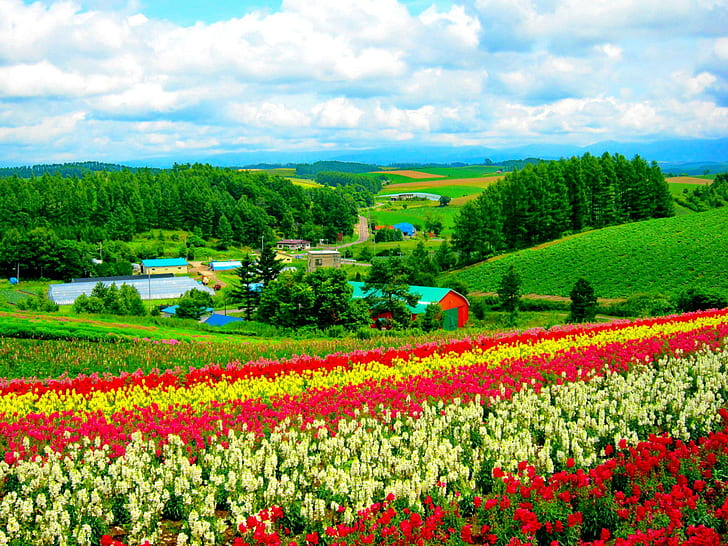 Flower Most Beautiful Nature, pretty, hokkaido, green, village Free HD Wallpaper