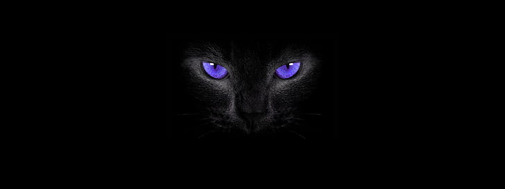 Glowing Cat Eyes, cat eyes, smoky eyes, black cats, cat Free HD Wallpaper