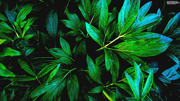 Green Leaves, medicine, cannabis plant, freshness, green color Free HD Wallpaper