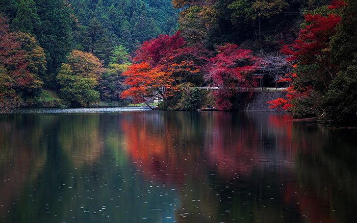 Growing Orange Trees, lake, tranquil scene, waterfront, landscape Free HD Wallpaper