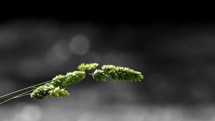 herb, beauty in nature, growth, black background Free HD Wallpaper