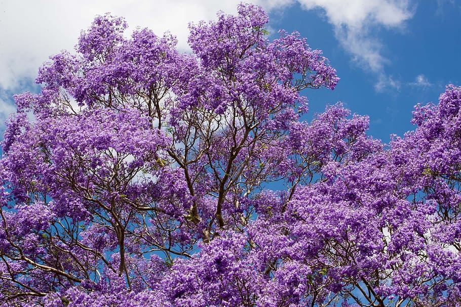 Japanese Purple Tree, plant, low angle view, no people, jacaranda Free HD Wallpaper