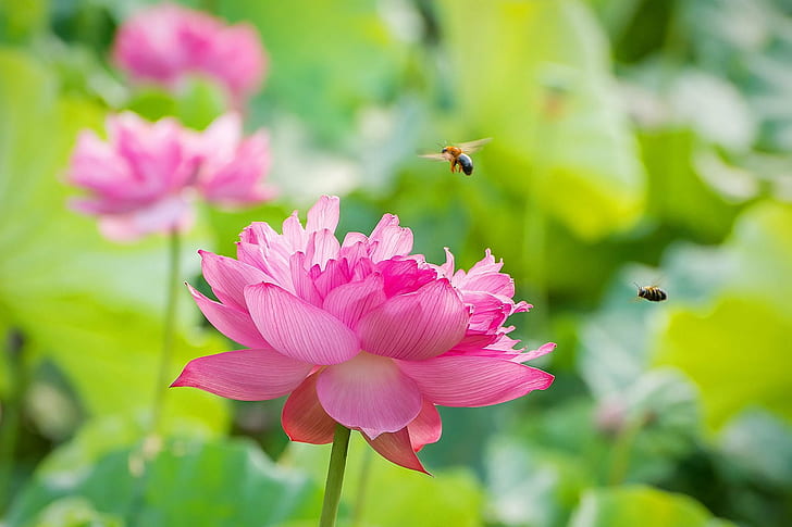 Longwood Gardens Orchids, nature, flower head, pink color, nikon Free HD Wallpaper