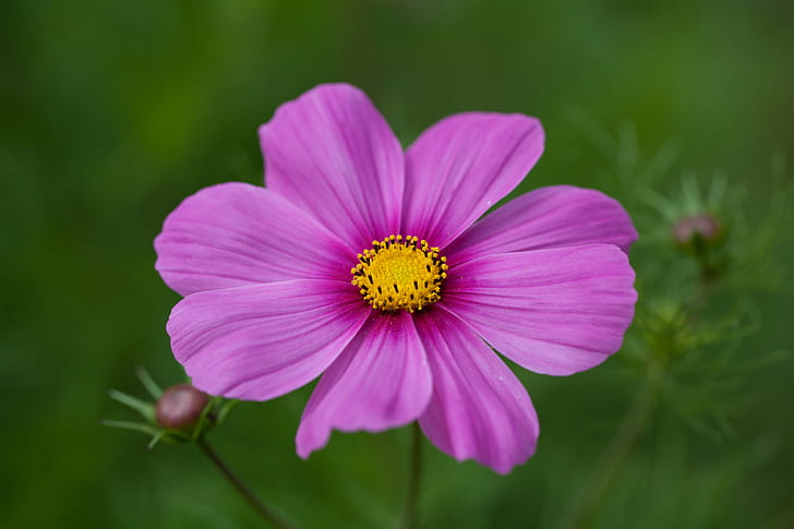 macro, plant, beauty in nature, daisy Free HD Wallpaper