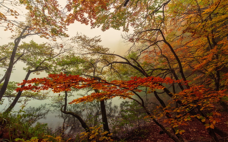 Nature, orange color, tranquil scene, national, park