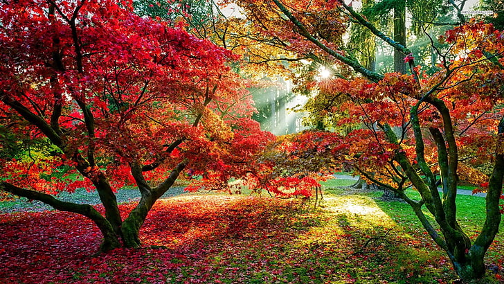 Pink Fall Leaves, maple leaf, plant, plant part, tranquility Free HD Wallpaper