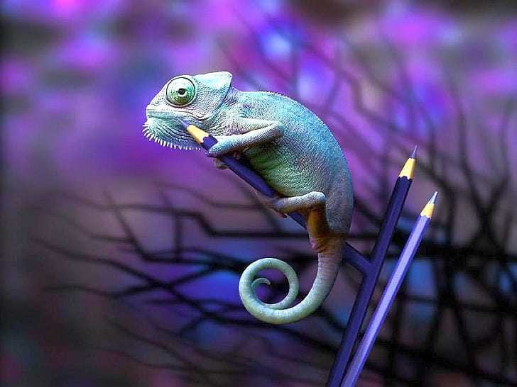 Pink Panther Chameleon, picture, animals, cool, HD