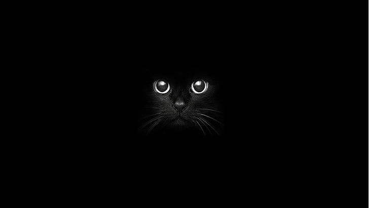 Pretty Black Cats, mammal, feline, portrait, domestic Free HD Wallpaper