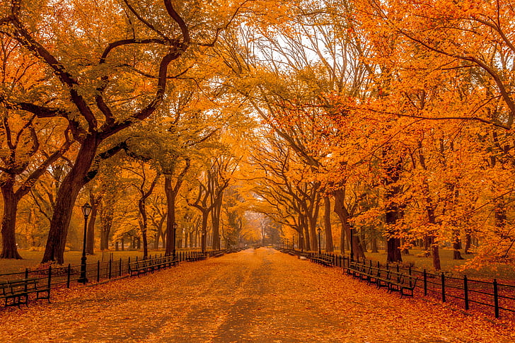 Pretty Fall, footpath, outdoors, park  man made space, season Free HD Wallpaper