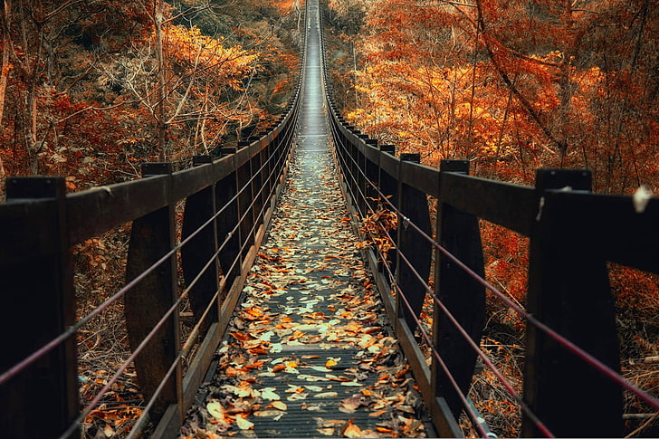 Rain Forest Bridge, railing, the way forward, outdoors, diminishing perspective Free HD Wallpaper