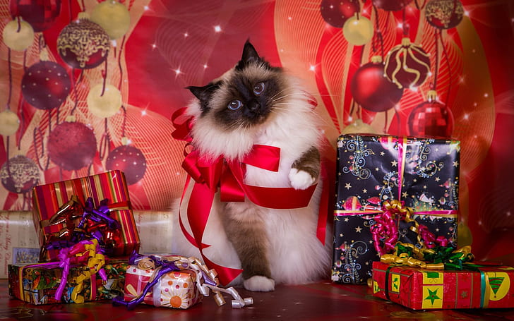 siamese, ragdoll, box, christmas Free HD Wallpaper