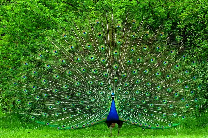 Violet Peacock, picture, Peacock, peacock, animals Free HD Wallpaper