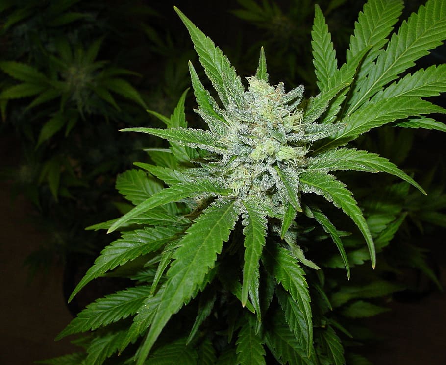 Weed Leaves, outdoors, green color, cannabis plant, beauty in nature