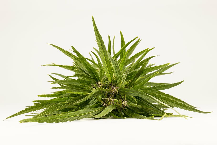 Weed Smoke White, marijuana  herbal cannabis, closeup, hiv, indoors Free HD Wallpaper