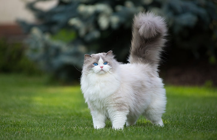 White Fluffy Cat with Green Eyes, hair, domestic cat, focus on foreground, persian Free HD Wallpaper