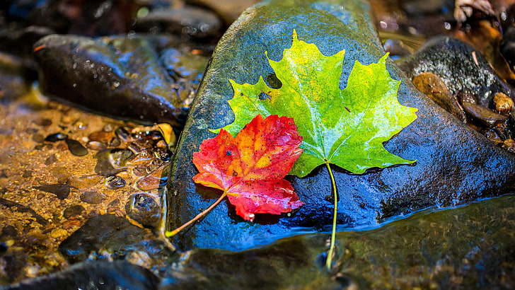 3840X2160, fall, floating on water, wet, no people Free HD Wallpaper