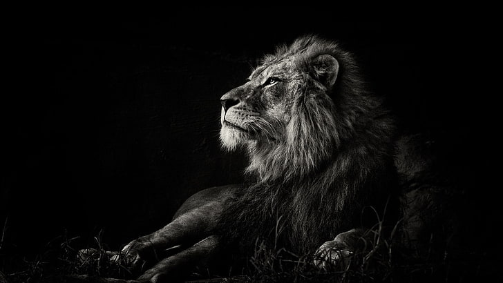 3D Lion Black and White, monochrome, big cat, whiskers, lion, Free HD Wallpaper