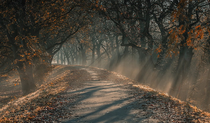 3D Tree Sun, path, autumn, red, scenics  nature