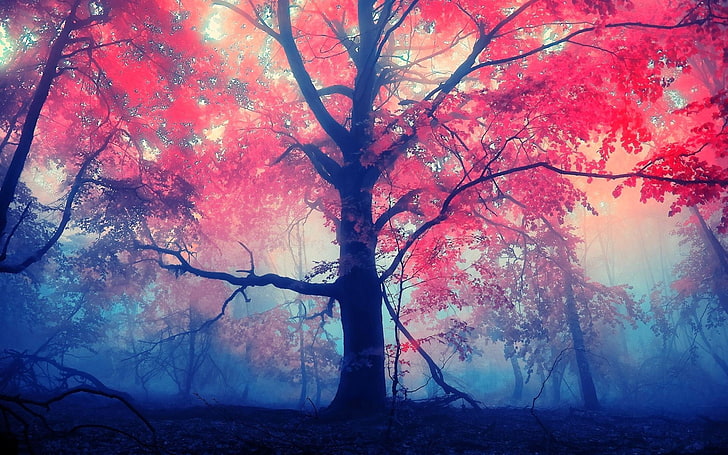 A Cherry Blossom Tree, morning, sunset, fantasy, blue Free HD Wallpaper