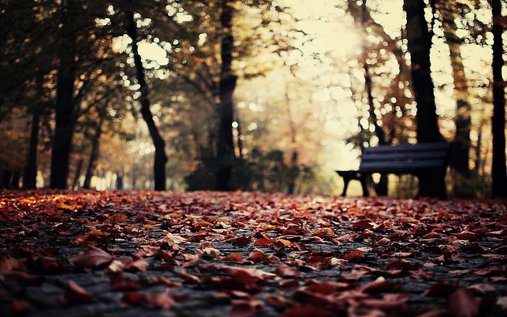 Autumn Evening HD, nonurban scene, vibrant color, selective focus, plant part Free HD Wallpaper