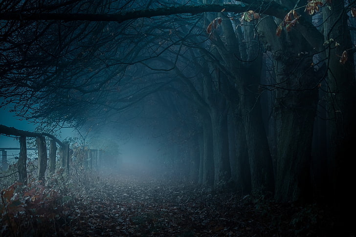 Beautiful Dark Forest, rural scene, leaves, woodland, spooky Free HD Wallpaper