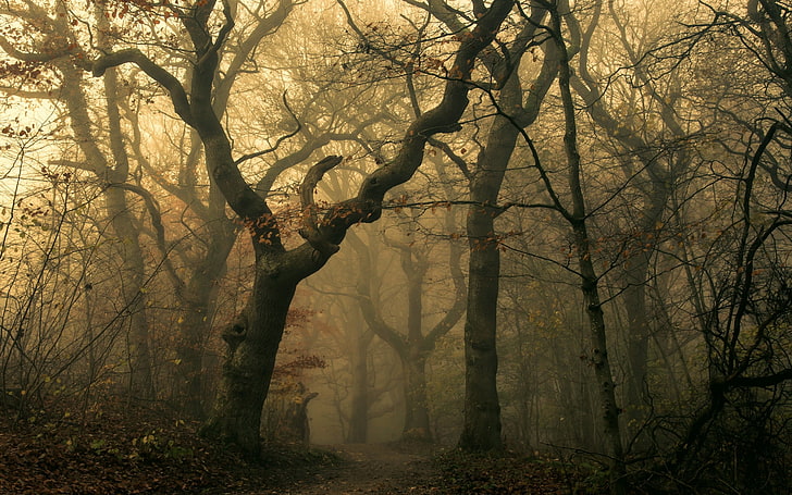 Beautiful Dark Forest, sunlight, trunk, silhouette, rural scene Free HD Wallpaper