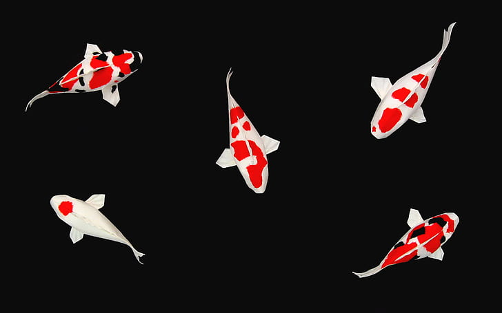 Beautiful Koi Fish, fishes, koi Free HD Wallpaper