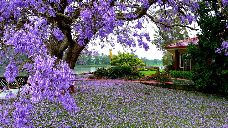 Beautiful Nature Spring, grass, outdoor, decoration, bloom