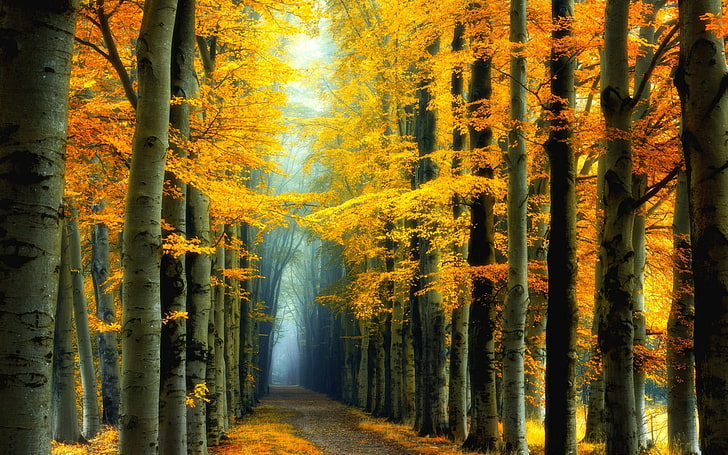 Big Tree Leaves, autumn, day, idyllic, scenics  nature Free HD Wallpaper