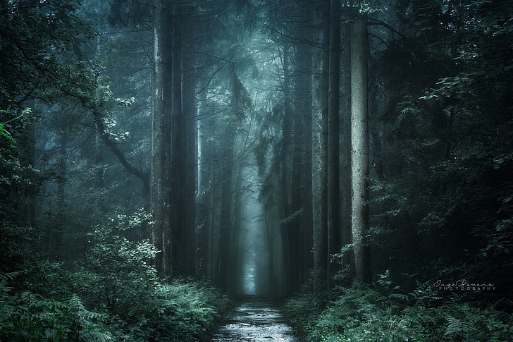 Black and White Forest Trees, streaming, fall, day, woodland