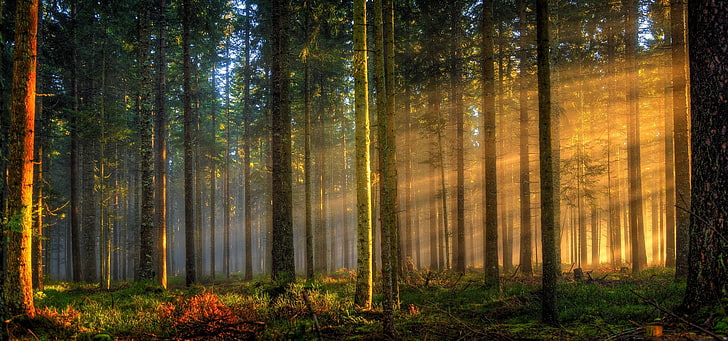 Black Forest Germany, mist, trees, germany, grass Free HD Wallpaper