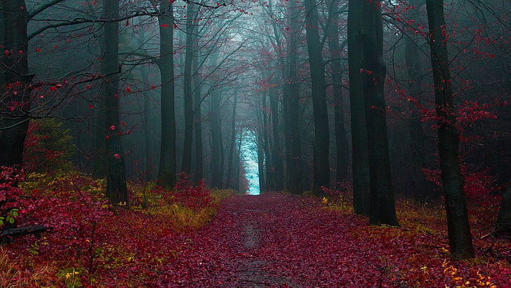 Black Forest Region Germany, tranquility, leaf, tree, beauty in nature