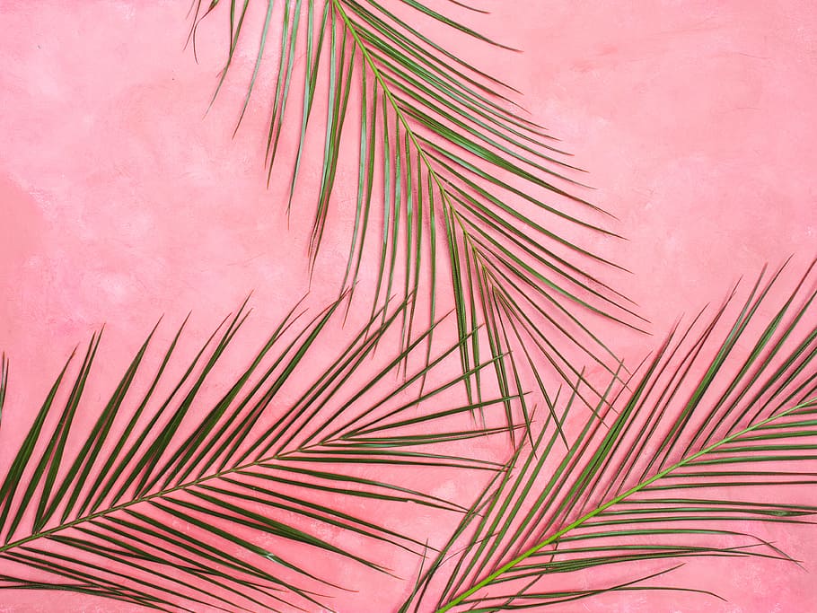 Black Pink Aesthetic, wall, tropical tree, beauty in nature, nature Free HD Wallpaper