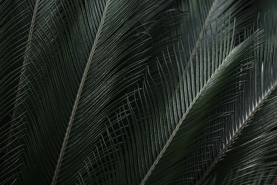 Botanical Computer, leaf, leaves, frond, full frame Free HD Wallpaper