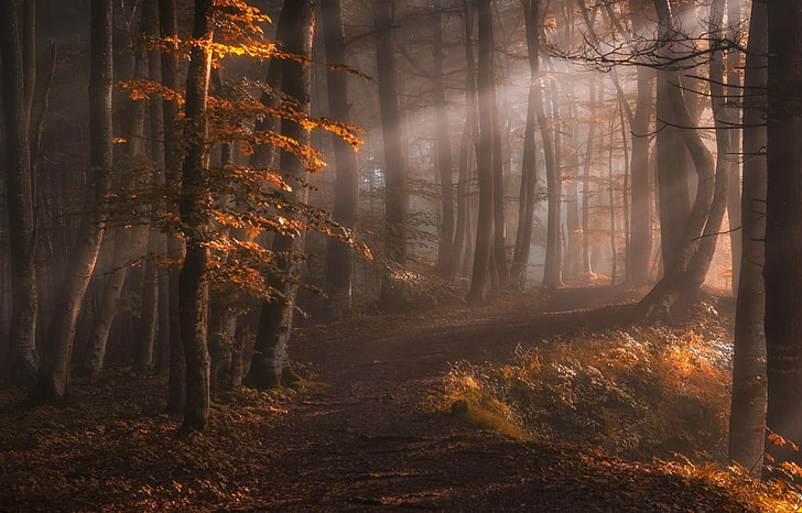 Brown Oak Tree, sun rays, sunset, trunk, leaves Free HD Wallpaper