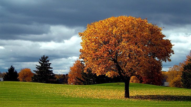 Cool Fall, orange color, sky, cloud  sky, scenics  nature Free HD Wallpaper