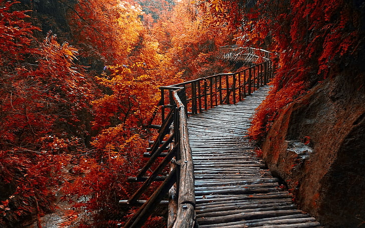 Cool Forest Path, no people, tranquil scene, mountain, lush foliage Free HD Wallpaper