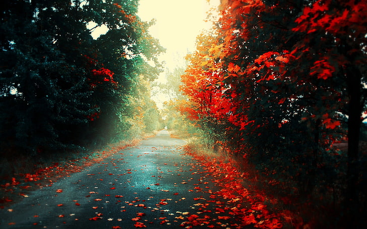 Fall, branch, alley, street, vibrant color Free HD Wallpaper