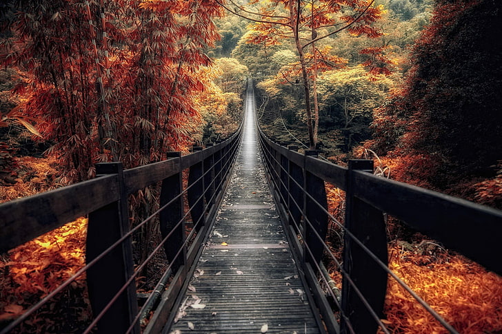 Fall Forest Walkway, autumn collection, rock  object, plant, shrubs Free HD Wallpaper