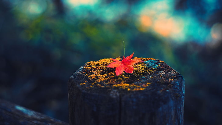 Fall Leaves Close Up, beauty in nature, tree, day, woodland Free HD Wallpaper