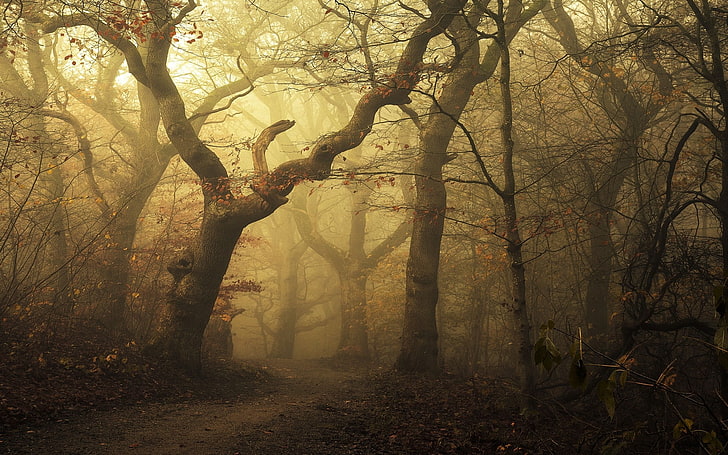 Forest Path Landscape, change, magic, fantasy, scenics Free HD Wallpaper