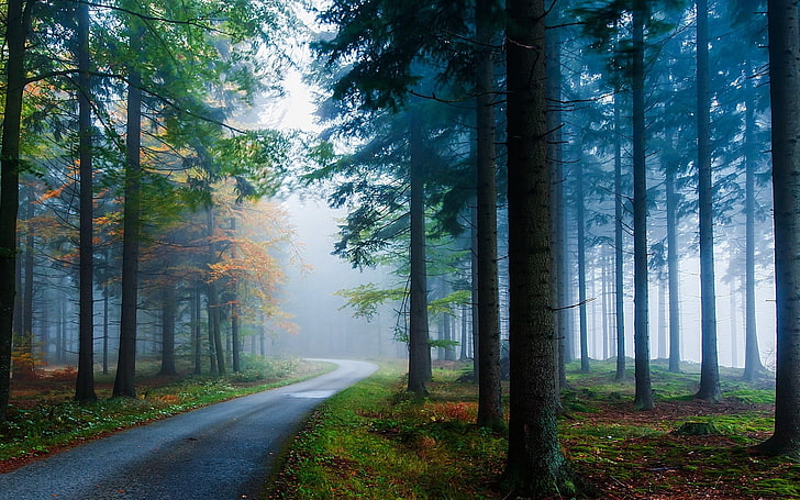 Forest Sunlight Landscape Nature, light  natural phenomenon, growth, morning, autumn