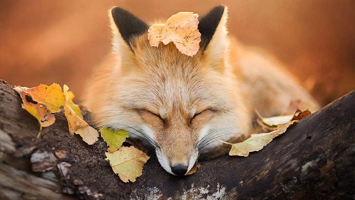 Fox Looking Down, animal head, carnivore, autumn, photography Free HD Wallpaper