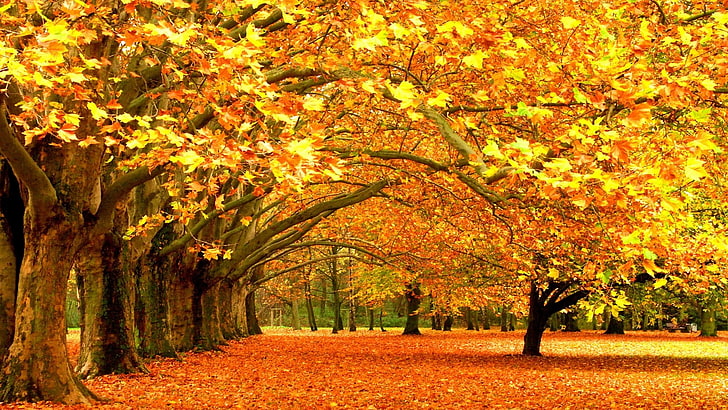 Free Fall Autumn, falling, vibrant color, plant, footpath Free HD Wallpaper